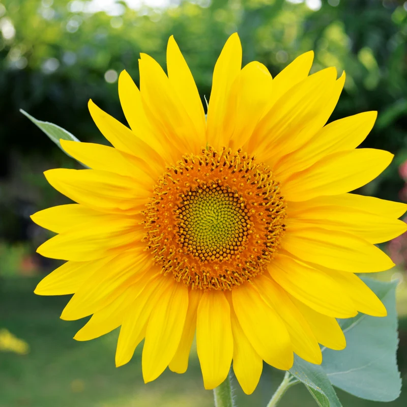 Zwergsonnenblume Pacino Gold Saatgut