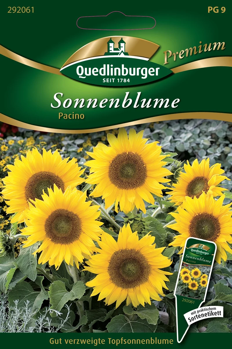 Sonnenblume Pacino Saatgut