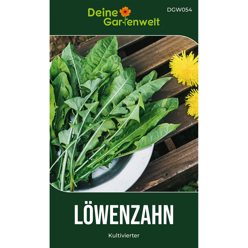 Löwenzahn Kultivierter Saatgut