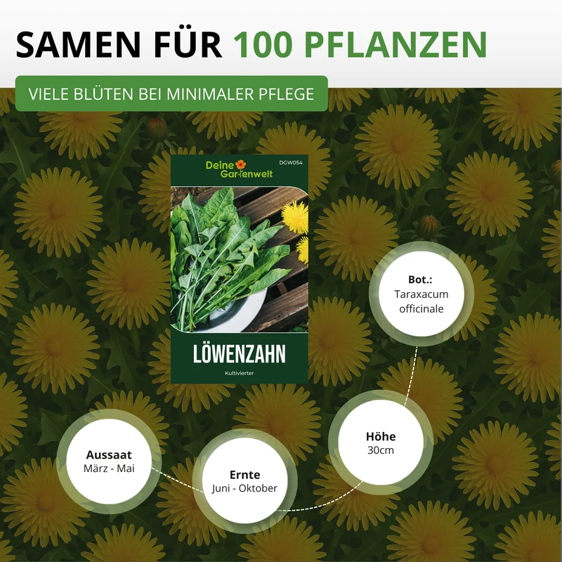 Löwenzahn Kultivierter Saatgut