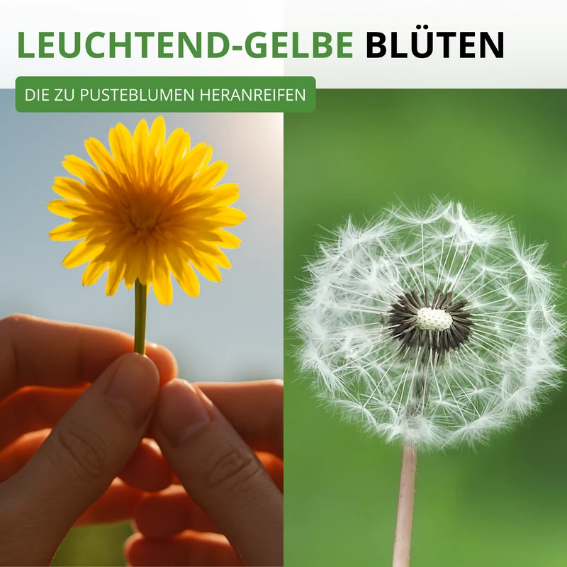 Löwenzahn Kultivierter Saatgut