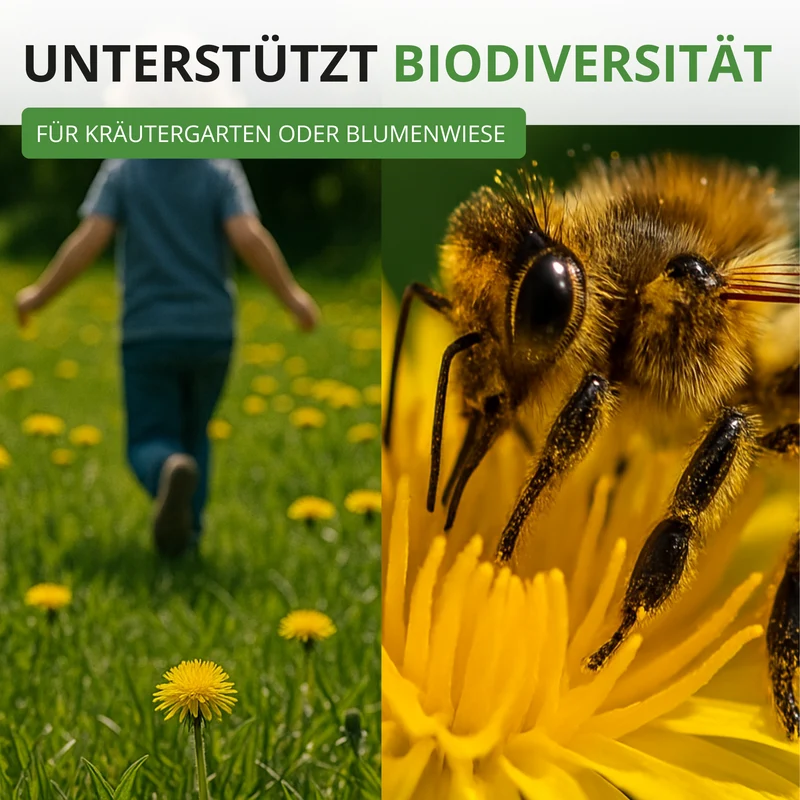 Löwenzahn Kultivierter Saatgut
