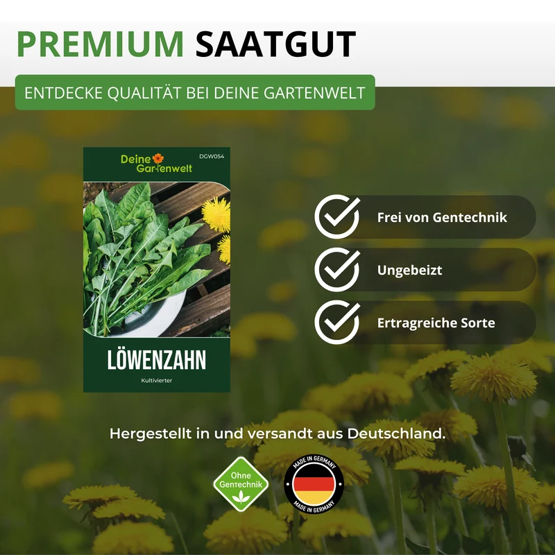 Löwenzahn Kultivierter Saatgut