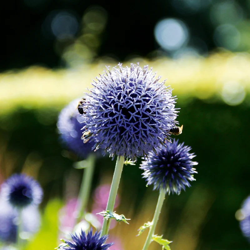 Kugeldistel Saatgut