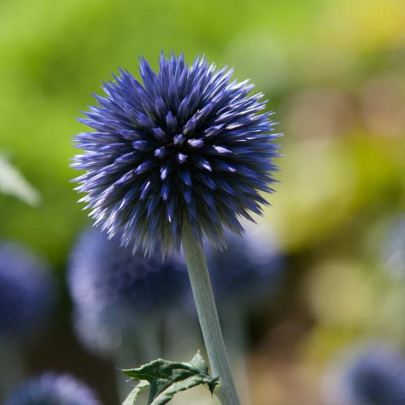 Kugeldistel Saatgut