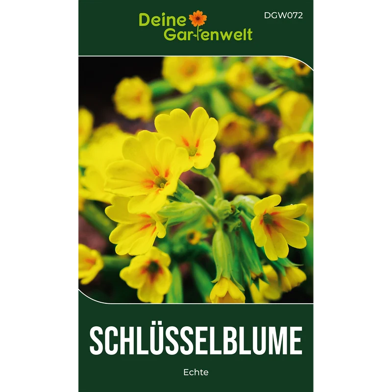Wiesen Schlüsselblume Saatgut