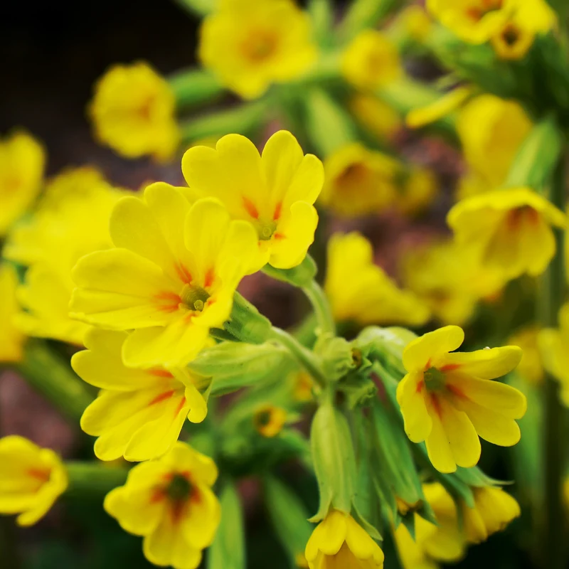 Wiesen Schlüsselblume Saatgut