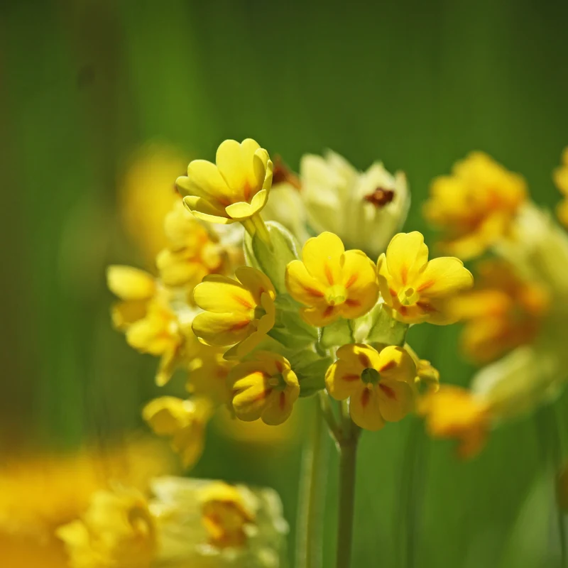 Wiesen Schlüsselblume Saatgut