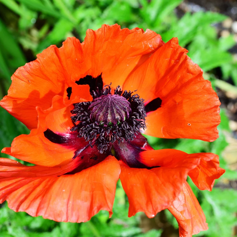 Türkischer Mohn Saatgut
