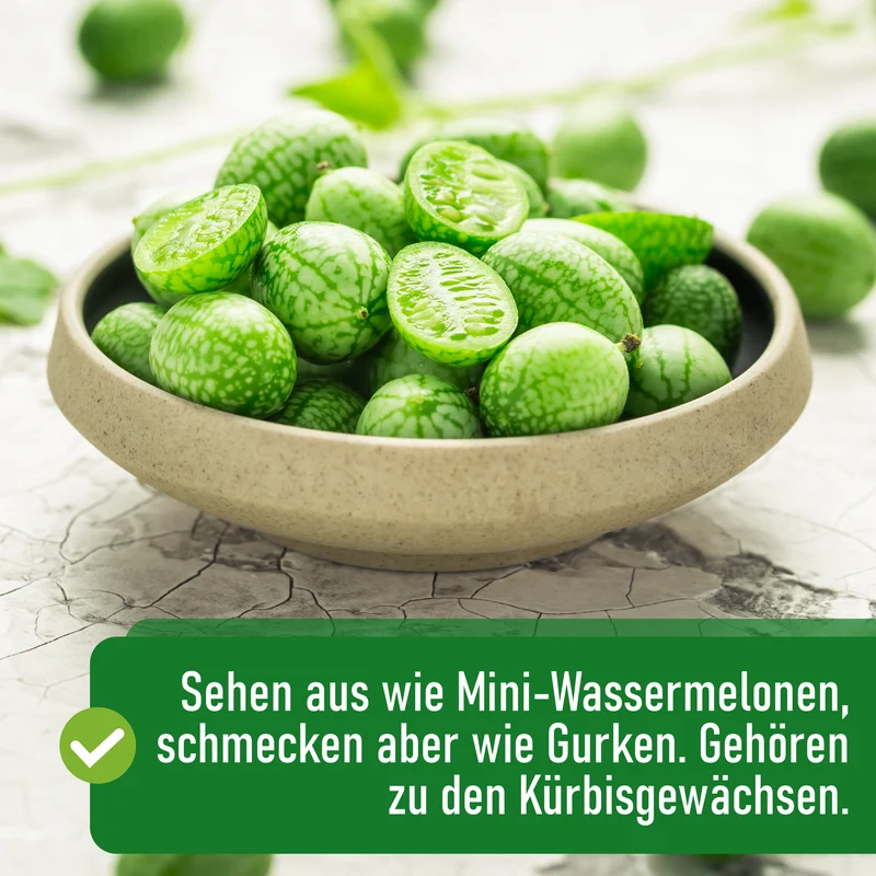 Mexikanische Minigurke Saatgut