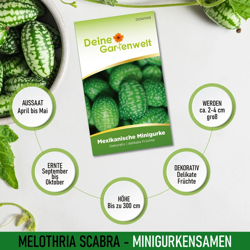 Mexikanische Minigurke Saatgut