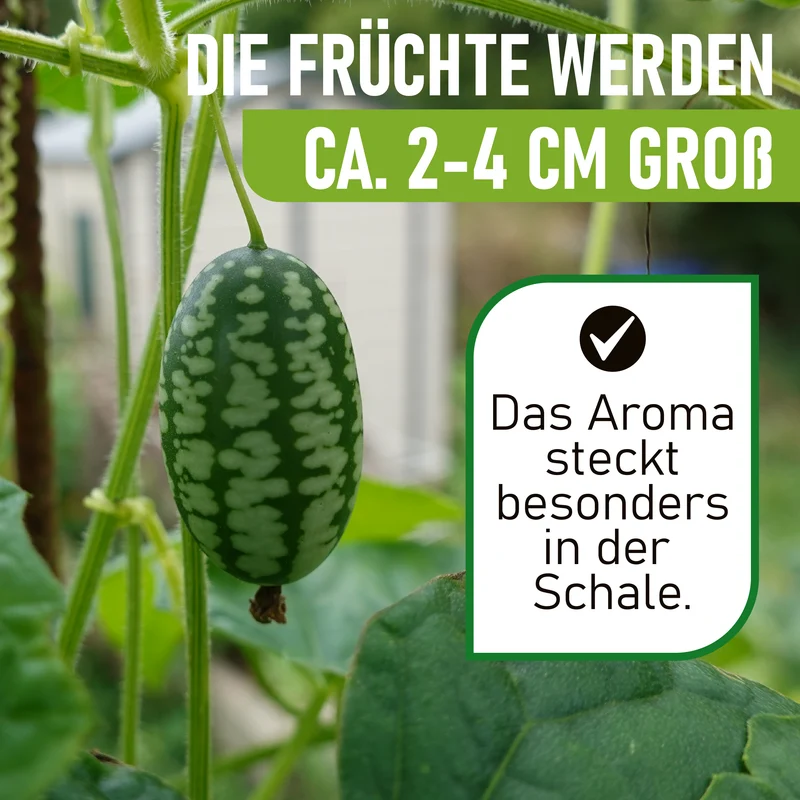 Mexikanische Minigurke Saatgut