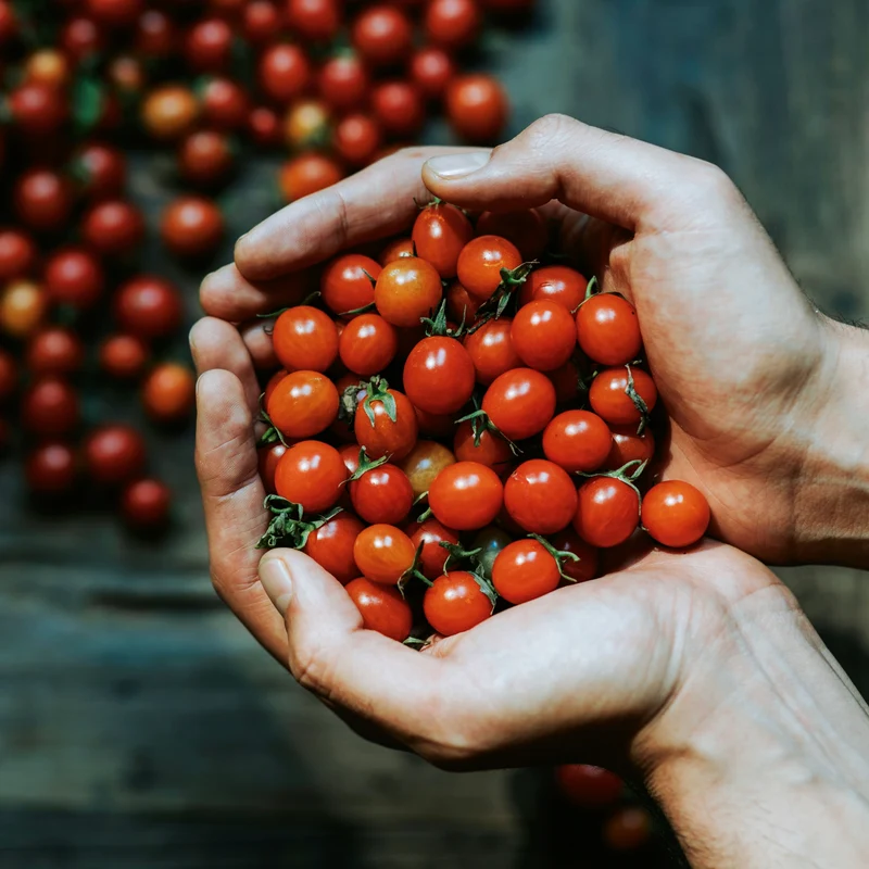Johannisbeertomaten Saatgut