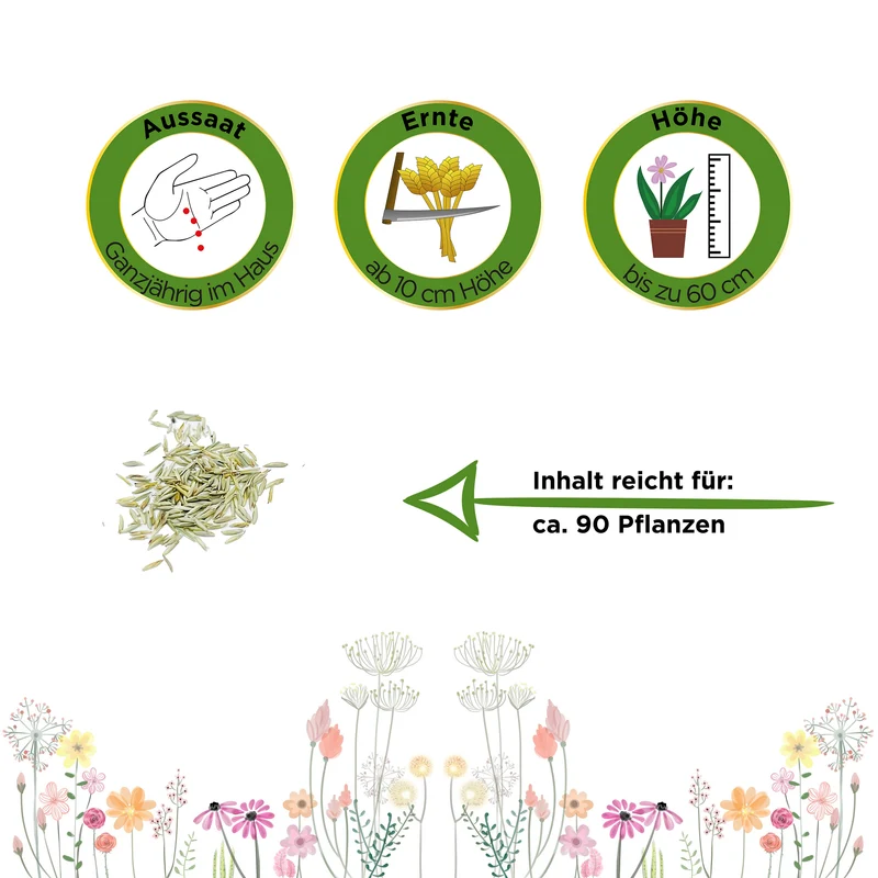 Zyperngras Saatgut