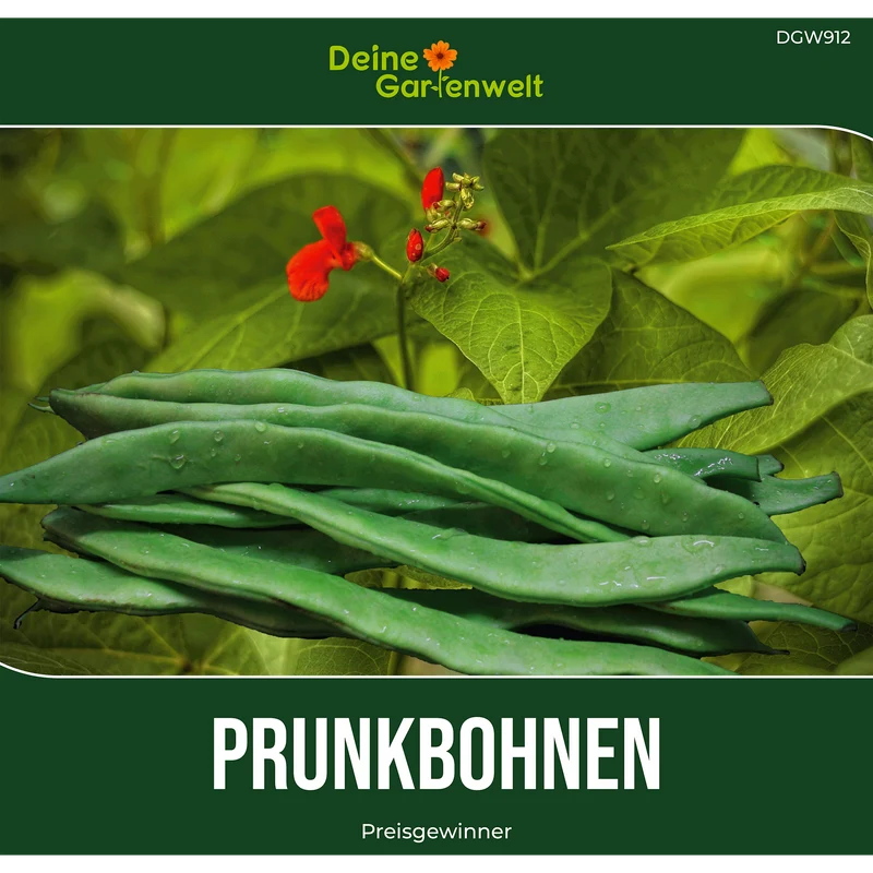 Prunkbohne Feuerbohne Preisgewinner Saatgut