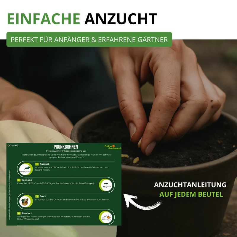 Prunkbohne Feuerbohne Preisgewinner Saatgut