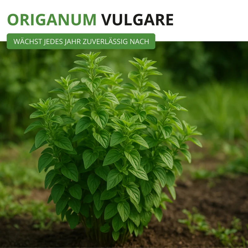 Oregano Saatgut