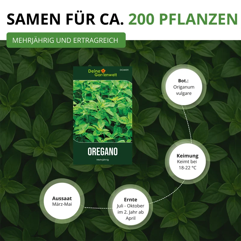 Oregano Saatgut