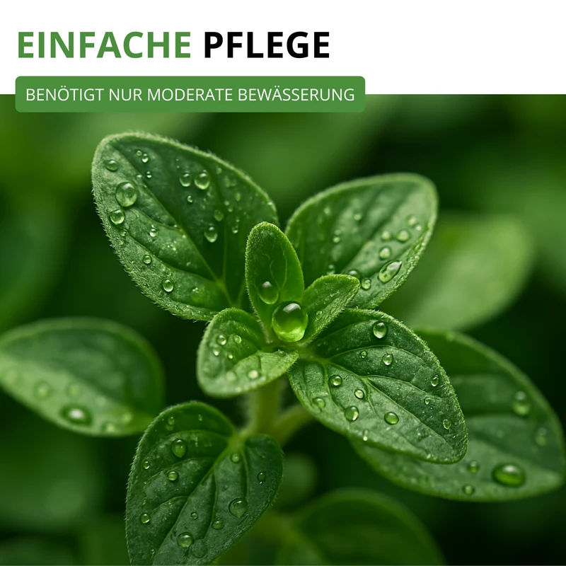 Oregano Saatgut
