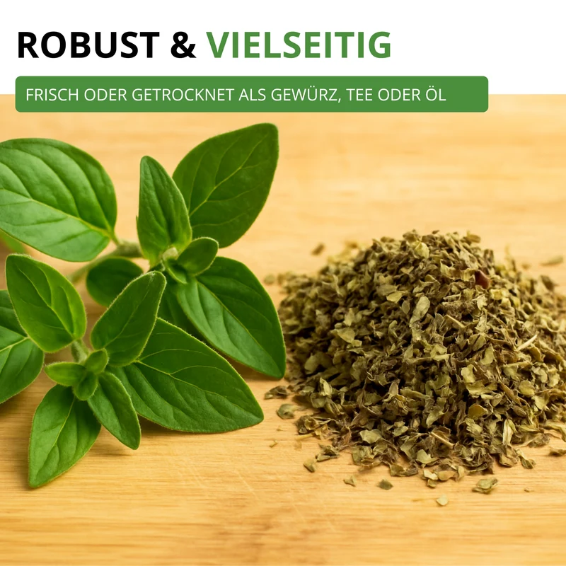 Oregano Saatgut