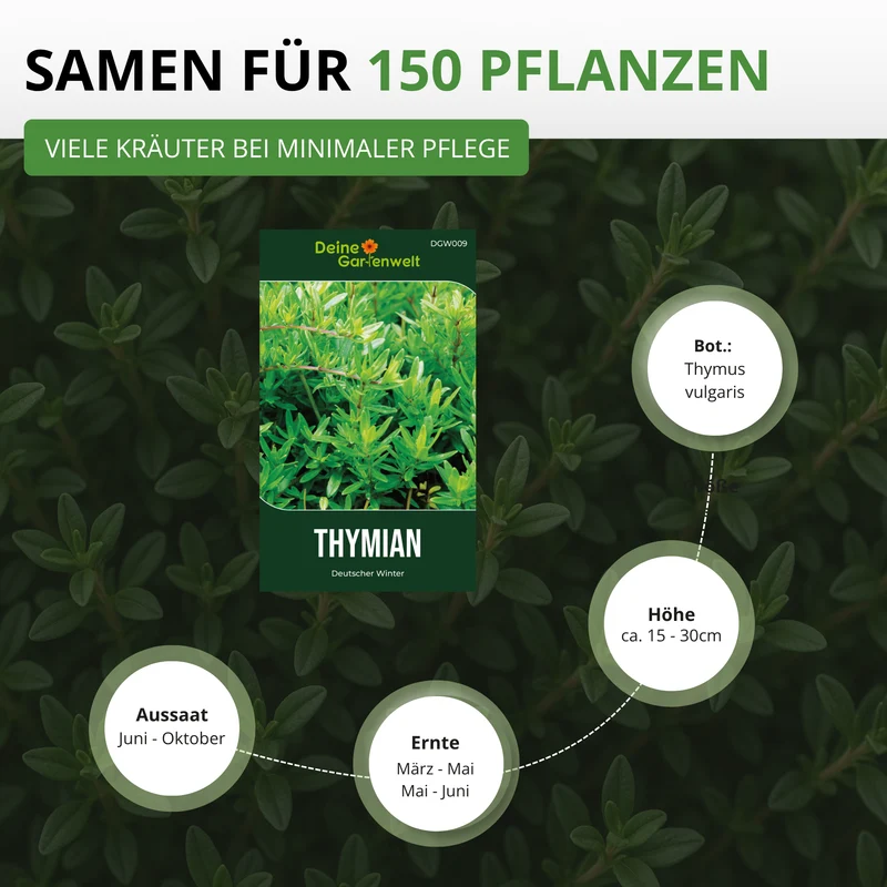 Thymian Deutscher Winter Saatgut