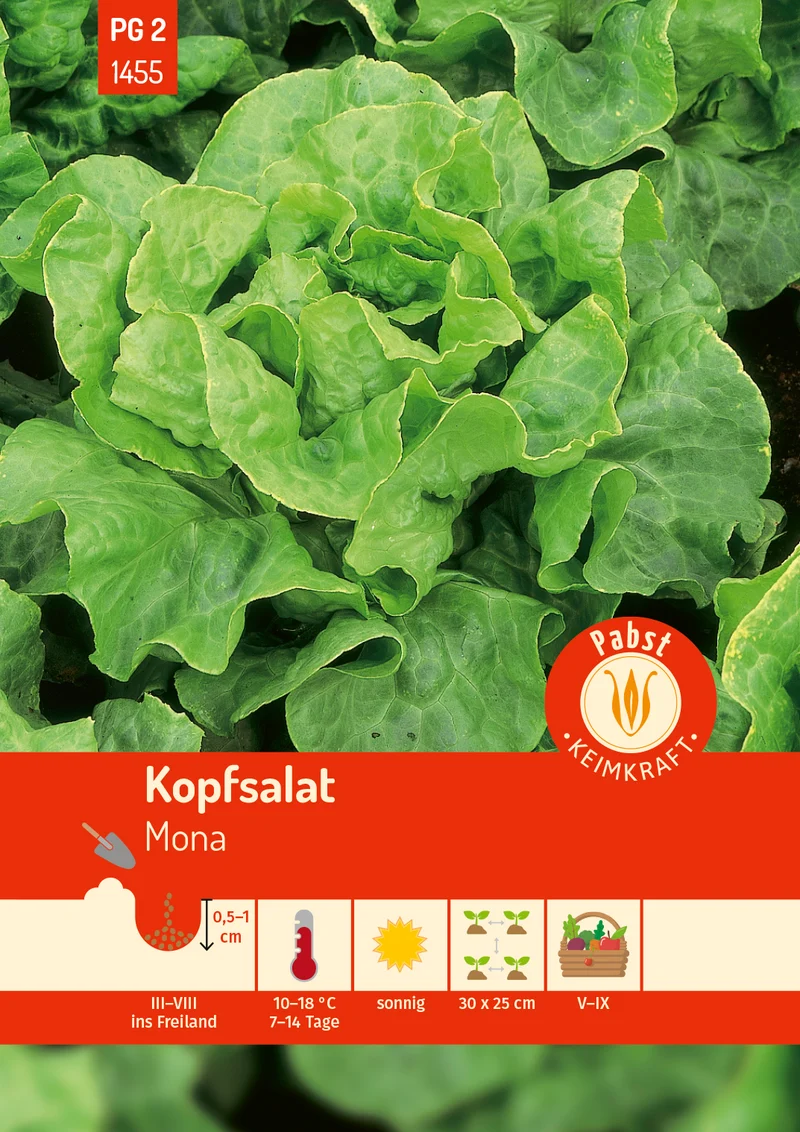 Kopfsalat Mona Saatgut