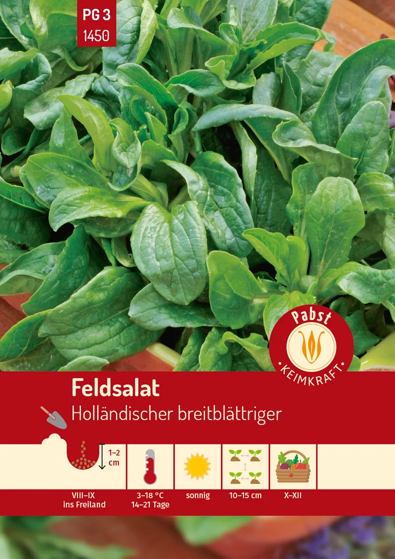 Feldsalat Holländischer breitblättriger Saatgut