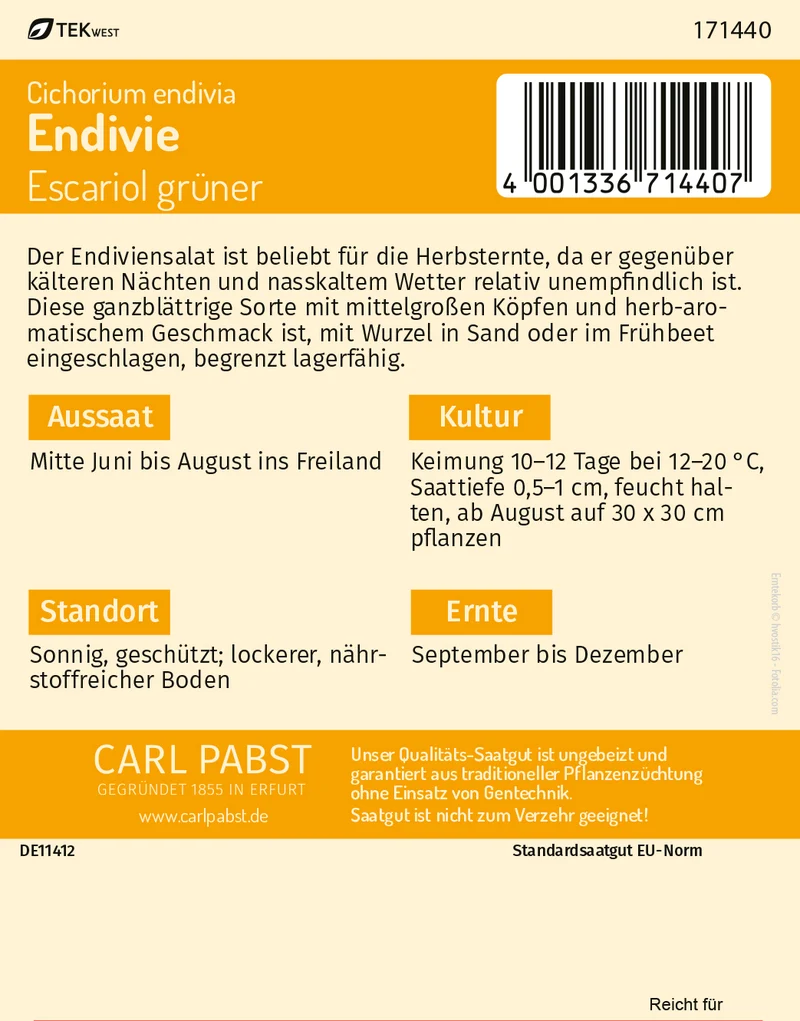 Ganzblättrige Endivie Escariol grüner Saatgut