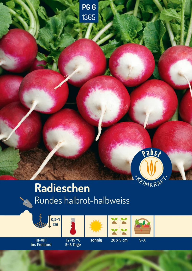 Radieschen Rundes halbrot halbweiss Saatgut