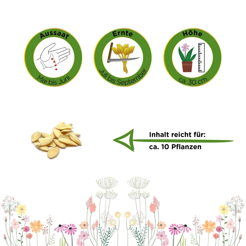 Salat und Einlegegurken Delikateß Saatgut