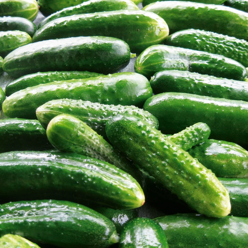 Salat und Einlegegurken Delikateß Saatgut