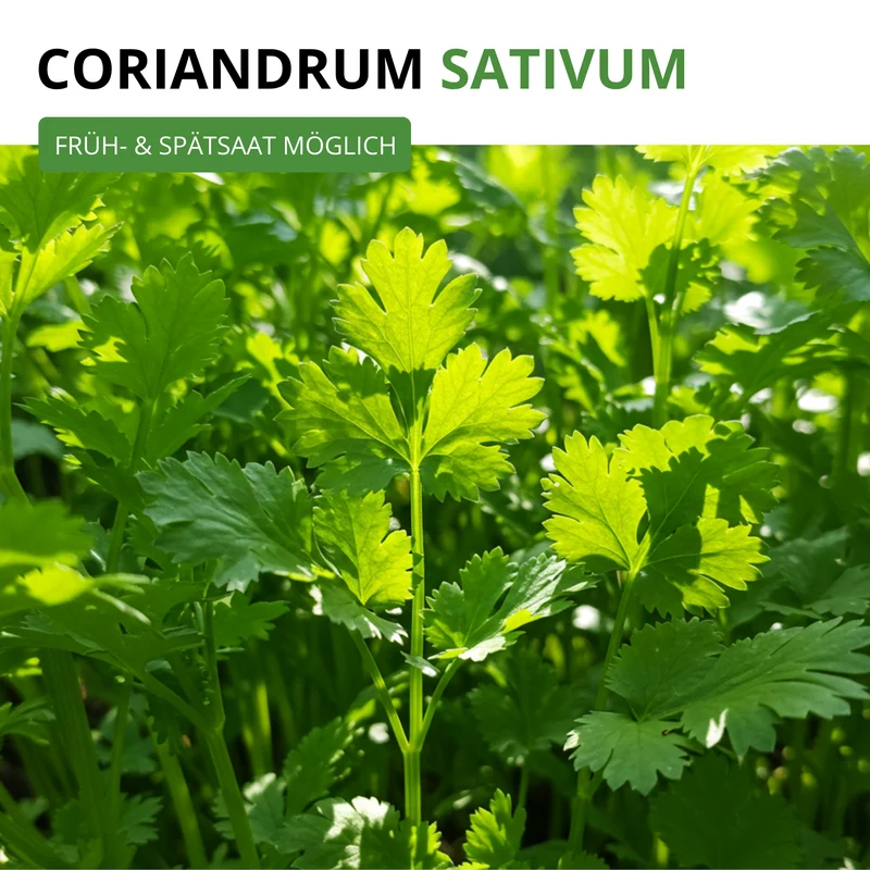 Koriander Comun Saatgut