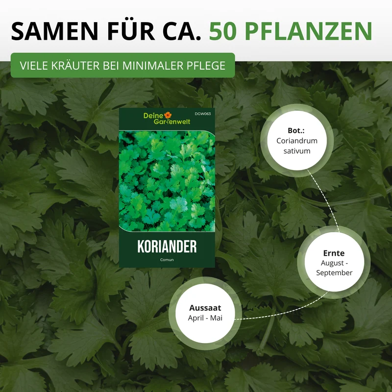 Koriander Comun Saatgut