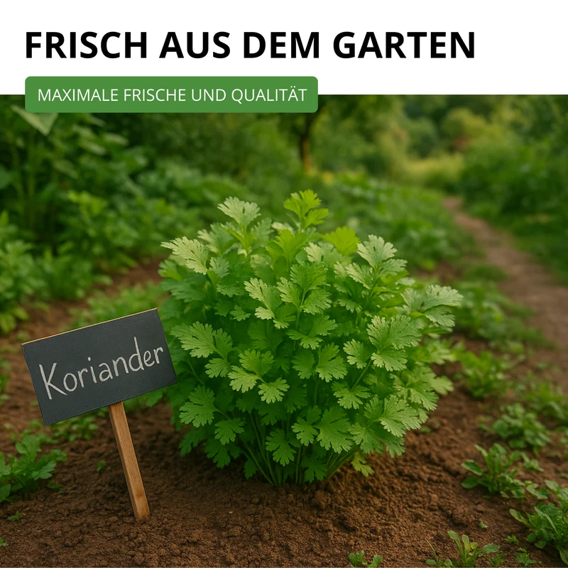 Koriander Comun Saatgut