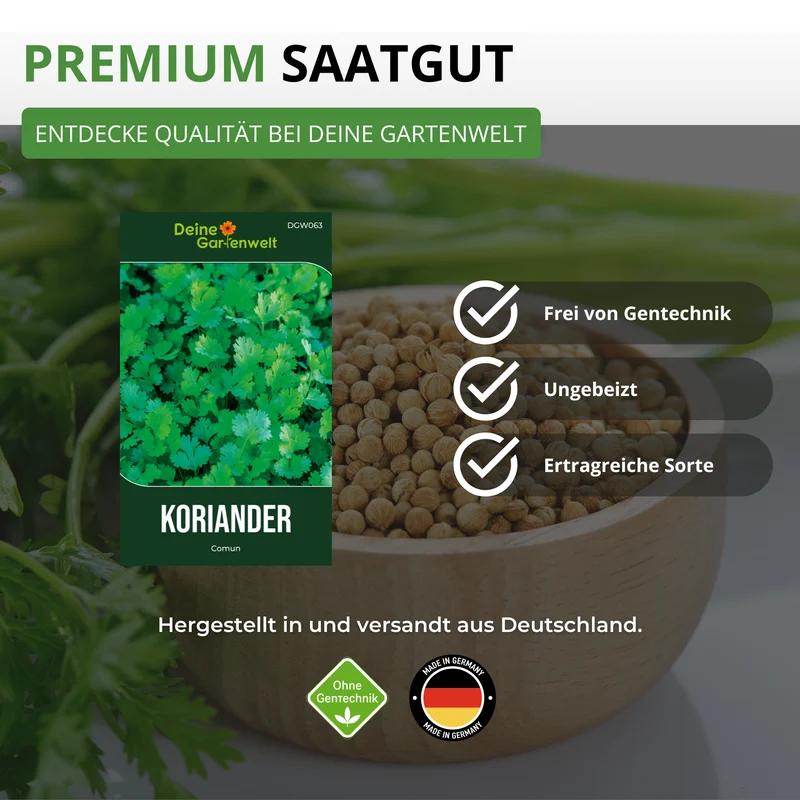 Koriander Comun Saatgut