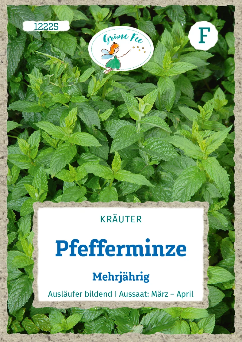 Pfefferminze Saatgut