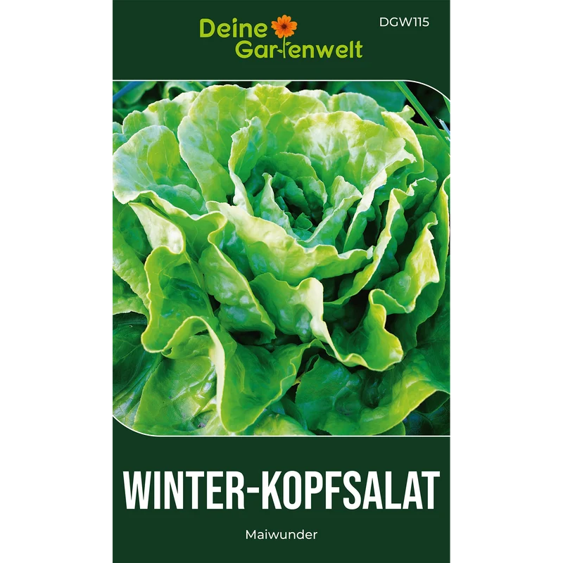 Winter Kopfsalat Maiwunder Saatgut