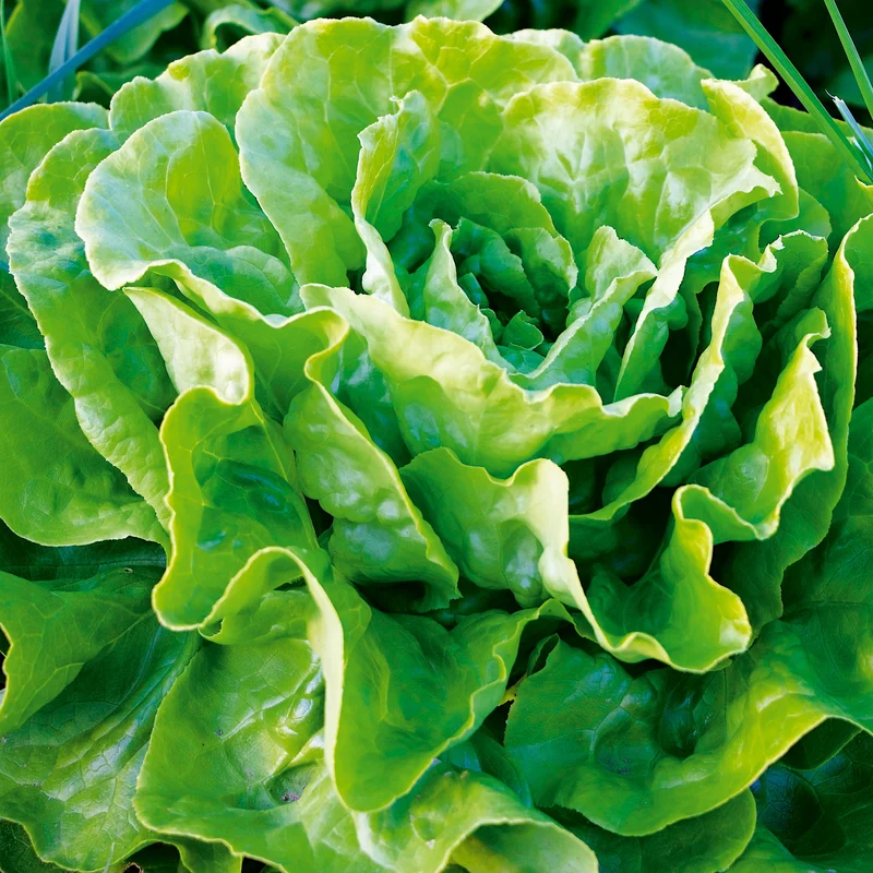 Winter Kopfsalat Maiwunder Saatgut