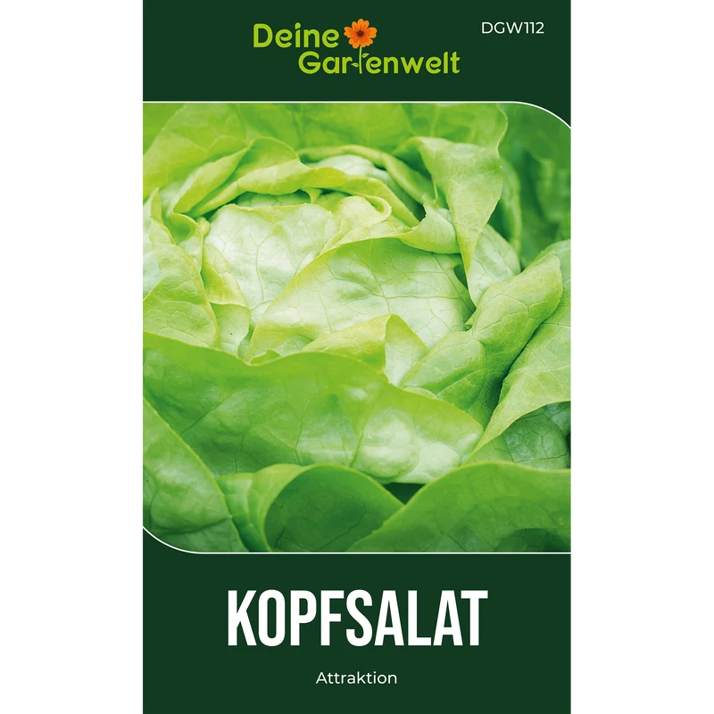 Kopfsalat Attractie Attraktion Saatgut