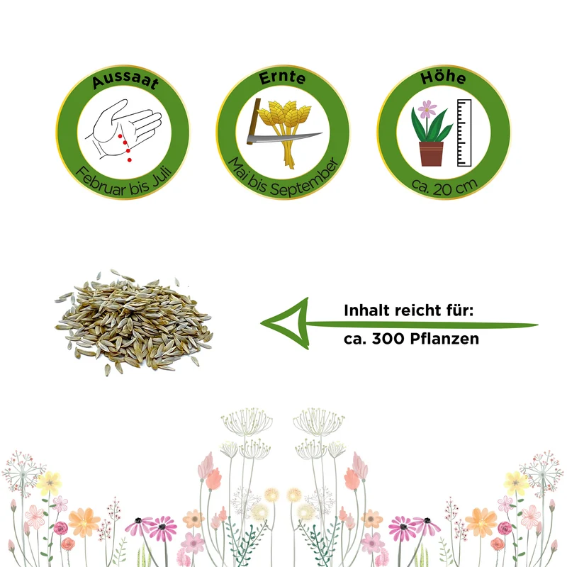 Kopfsalat Attractie Attraktion Saatgut