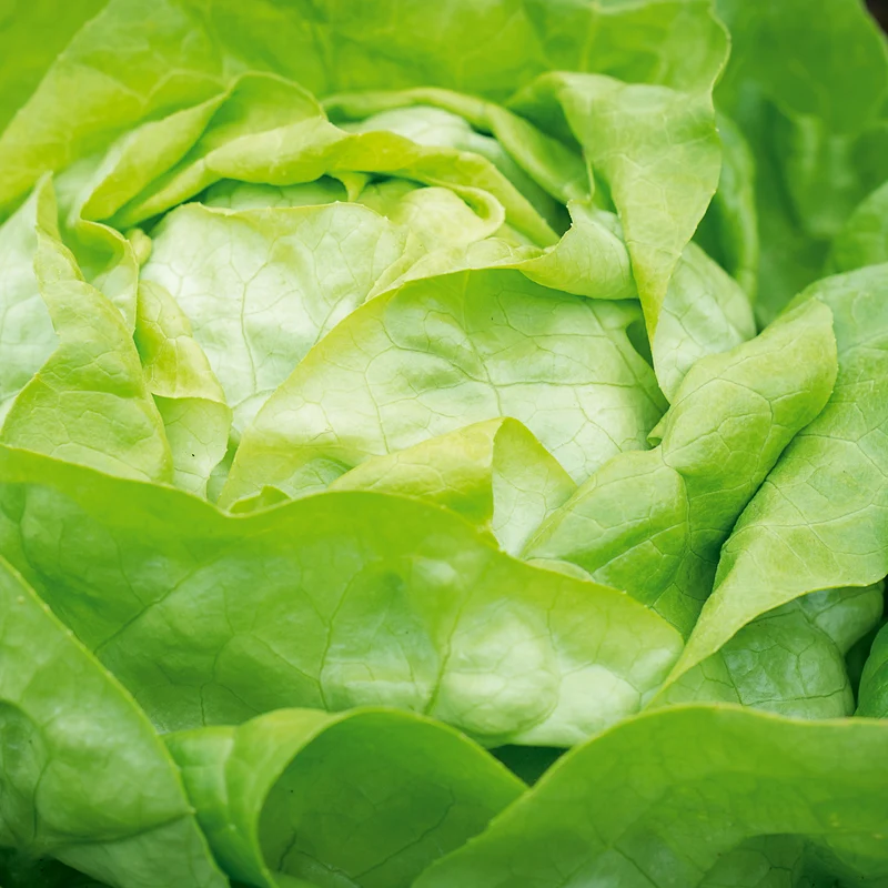 Kopfsalat Attractie Attraktion Saatgut