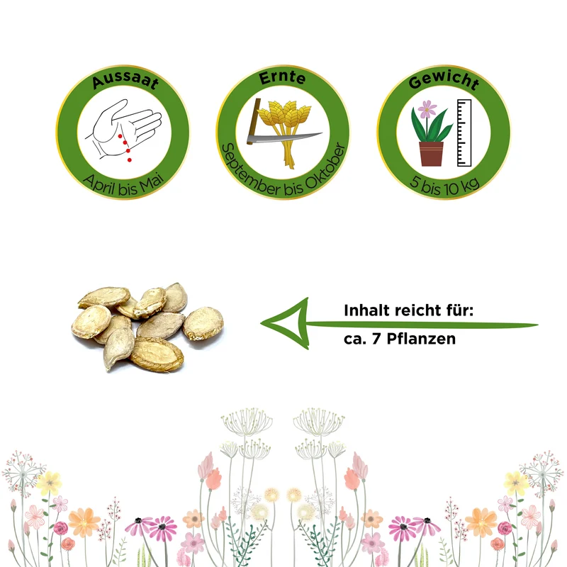Muskatkürbis Muscade de Provence Saatgut