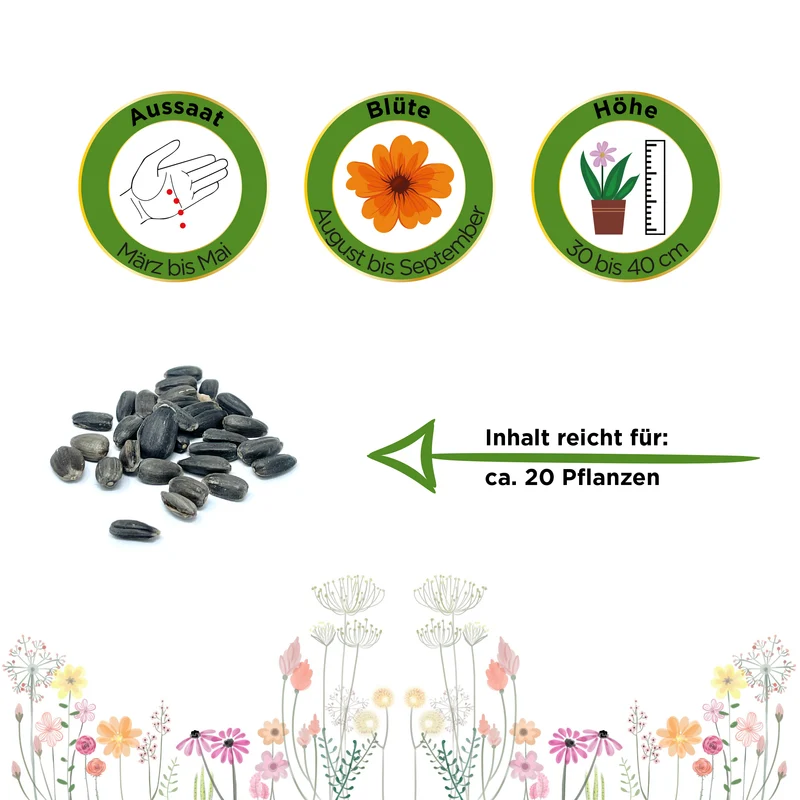 Zwergsonnenblume Teddybär Saatgut