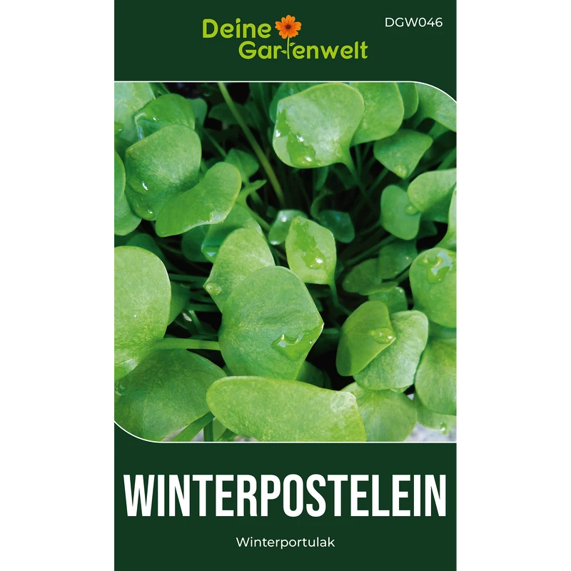 Winterpostelein Winterportulak Saatgut