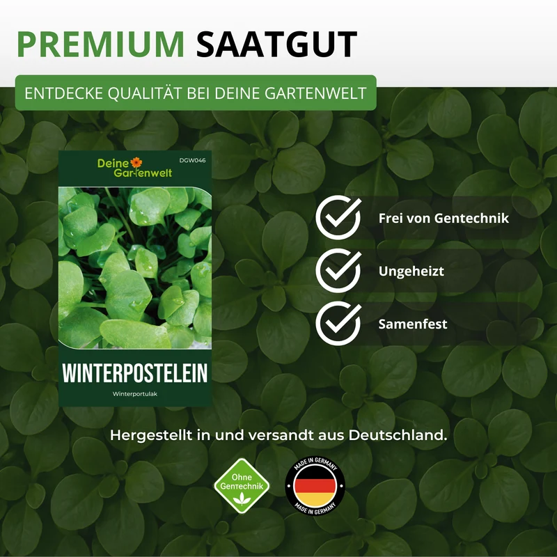 Winterpostelein Winterportulak Saatgut