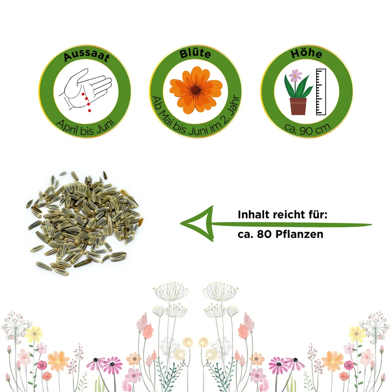 Margerite weiß Saatgut