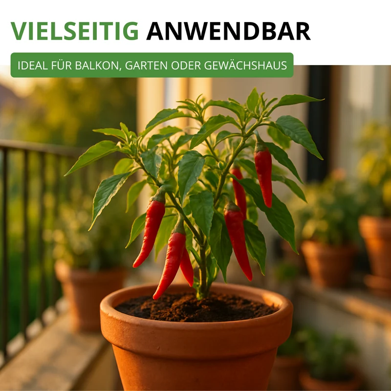 Chili De Cayenne Saatgut