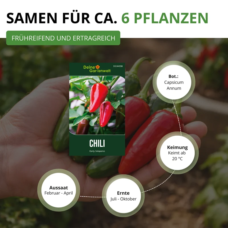 Chili Jalapeno Saatgut