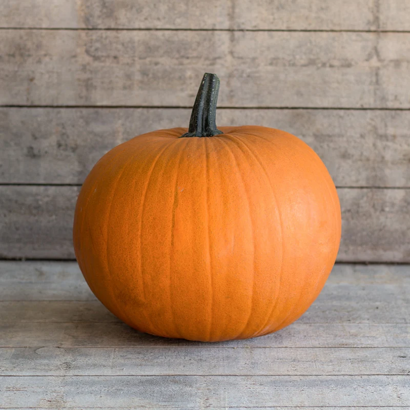Halloween-Kürbis - Jack of All Trades F1
