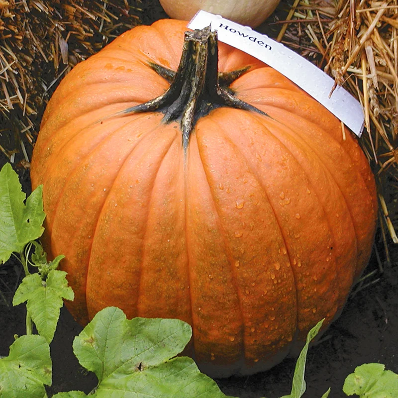 Halloween-Kürbis - Howden